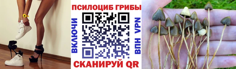 Галлюциногенные грибы Magic Shrooms  Купить где  Туран 